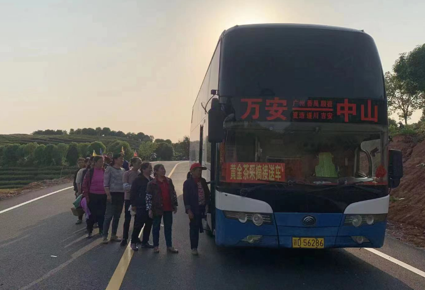 吉安長(zhǎng)運(yùn):開通采茶專線 助力茶農(nóng)追光